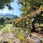 Il Vigneto