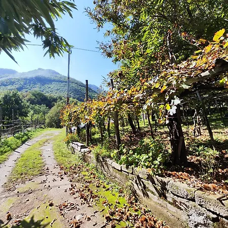 Il Vigneto