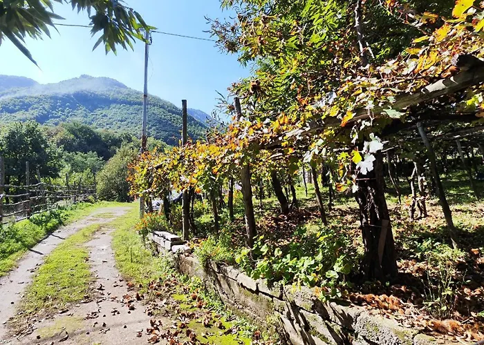 Il Vigneto